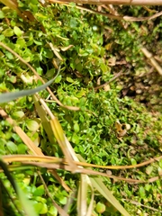Callitriche stagnalis