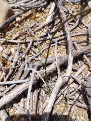 Convolvulus chilensis