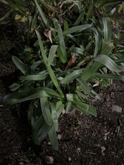 Leucanthemum maximum