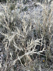 Scleropogon brevifolius
