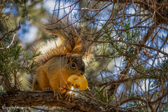 Sciurus nayaritensis