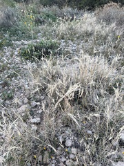 Scleropogon brevifolius