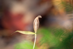 Cypripedium parviflorum