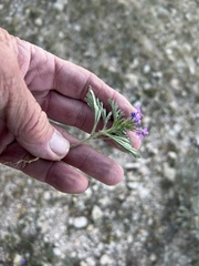 Glandularia wrightii