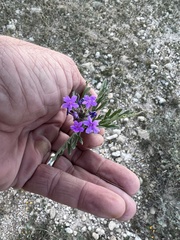 Glandularia wrightii