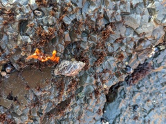 Acanthinucella spirata