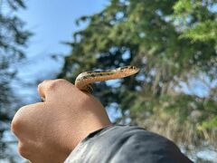 Thamnophis scalaris