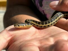 Thamnophis scalaris