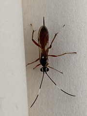 Ischnus inquisitorius
