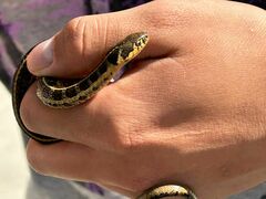 Thamnophis scalaris