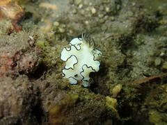 Doriprismatica atromarginata