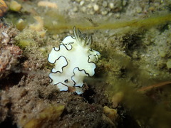 Doriprismatica atromarginata