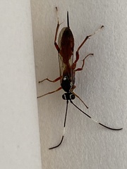 Ischnus inquisitorius