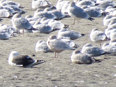Larus glaucoides kumlieni