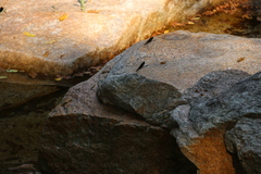 Matrona basilaris