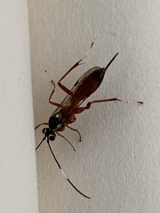 Ischnus inquisitorius