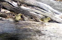 Ptilotula fusca