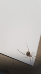 Cryptachaea gigantipes