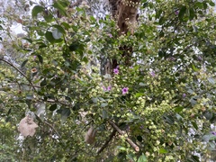 Prostanthera rotundifolia