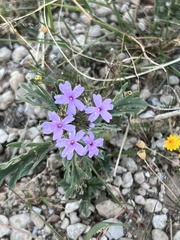 Glandularia wrightii