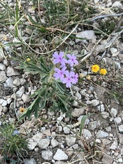 Glandularia wrightii
