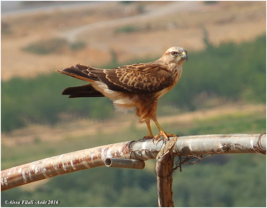 Long-legged Buzzard