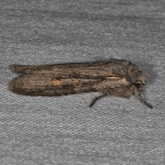 Lithophane antennata