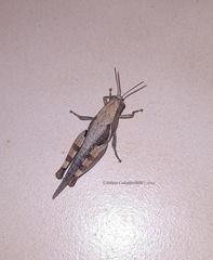 Catantopinae