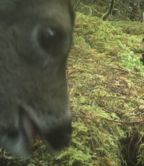 Odocoileus hemionus sitkensis