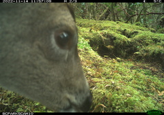 Odocoileus hemionus sitkensis