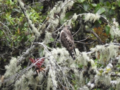 Buteo albigula