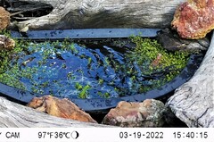 Ptilotula fusca