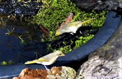 Ptilotula fusca