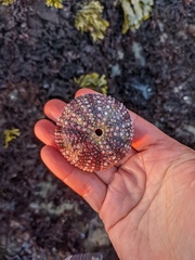 Echinoidea