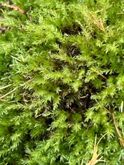 Mnium hornum