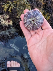 Echinoidea