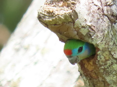 Cyclopsitta diophthalma