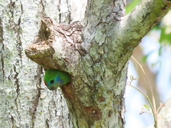 Cyclopsitta diophthalma