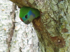 Cyclopsitta diophthalma