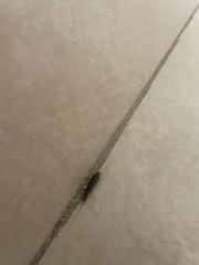 Ctenolepisma longicaudatum