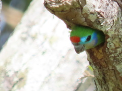 Cyclopsitta diophthalma