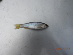 Opsariichthys pachycephalus