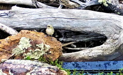 Ptilotula fusca