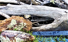Ptilotula fusca