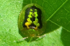 Cassida diomma