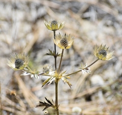Eryngium lemmonii