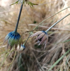Eryngium lemmonii