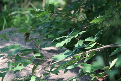 Matrona basilaris