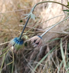 Eryngium lemmonii