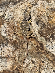 Crotaphytus nebrius